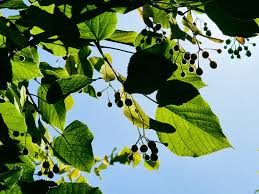 Attēlu rezultāti vaicājumam “Tilia tomentosa leaf”