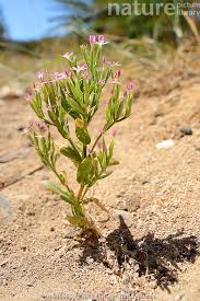 Attēlu rezultāti vaicājumam “Centaurium erythraea flower”