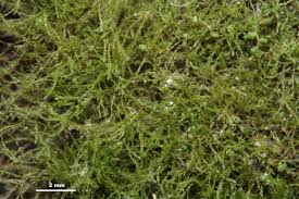 Attēlu rezultāti vaicājumam “Platydictya jungermannioides”