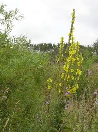 Image result for Verbascum phlomoides