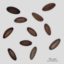 Attēlu rezultāti vaicājumam “Biscogniauxia repanda”