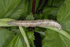 Attēlu rezultāti vaicājumam “Siona lineata”