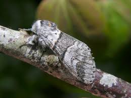 Attēlu rezultāti vaicājumam “Furcula bifida”