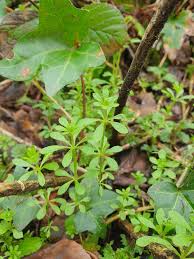 Attēlu rezultāti vaicājumam “Galium aparine leaf”