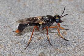 Attēlu rezultāti vaicājumam “Therevidae larva”