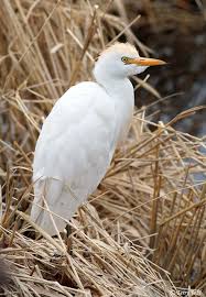 Attēlu rezultāti vaicājumam “Bubulcus ibis”