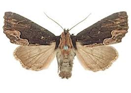 Attēlu rezultāti vaicājumam “Dypterygia scabriuscula”