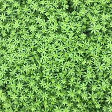 Attēlu rezultāti vaicājumam “Galium odoratum leaf”