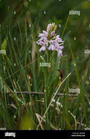 Attēlu rezultāti vaicājumam “Dactylorhiza majalis subsp. baltica”
