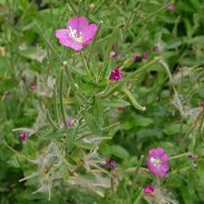 Image result for Weidenröschen