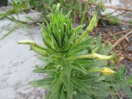 Image result for Oenothera biennis
