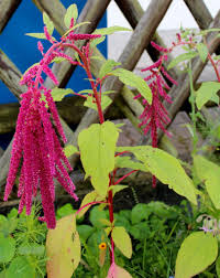 Image result for Fuchsschwanz