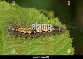 Attēlu rezultāti vaicājumam “Lithosia quadra male”