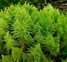 Attēlu rezultāti vaicājumam “Tortula truncata sporophyte”