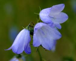 Attēlu rezultāti vaicājumam “Campanula rotundifolia flower”