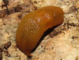 Attēlu rezultāti vaicājumam “Malacolimax tenellus”