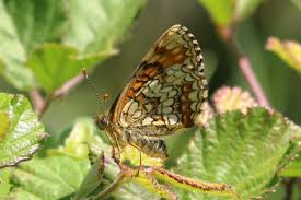 Attēlu rezultāti vaicājumam “Melitaea diamina underside”