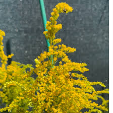 Attēlu rezultāti vaicājumam “Solidago canadensis flower”