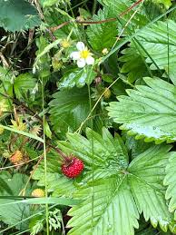 Attēlu rezultāti vaicājumam “Fragaria vesca leaf”