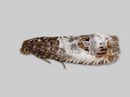 Attēlu rezultāti vaicājumam “Notocelia roborana”