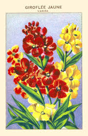 Image result for Cheiranthus cheiri