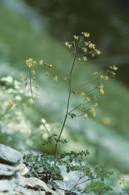 Attēlu rezultāti vaicājumam “Thalictrum minus”