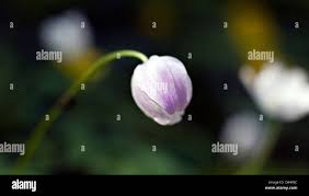 Attēlu rezultāti vaicājumam “Anemone nemorosa bud”