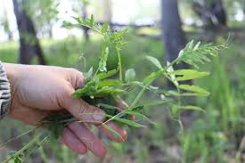 Attēlu rezultāti vaicājumam “Vicia sepium leaf”