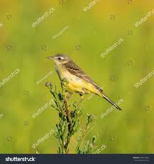 Attēlu rezultāti vaicājumam “Motacilla flava flava adult”