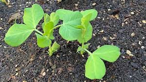 Attēlu rezultāti vaicājumam “Cotoneaster divaricatus fruit”