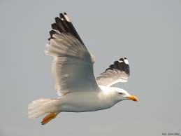 Image result for Larus cachinnans