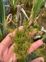 Attēlu rezultāti vaicājumam “Chara contraria”