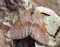 Attēlu rezultāti vaicājumam “Pennithera firmata”