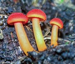 Attēlu rezultāti vaicājumam “Hygrocybe sp.”