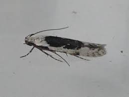 Attēlu rezultāti vaicājumam “Carpatolechia alburnella”