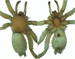 Attēlu rezultāti vaicājumam “Gnaphosidae”