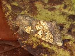 Attēlu rezultāti vaicājumam “Gortyna flavago”