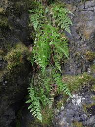 Attēlu rezultāti vaicājumam “Cystopteris fragilis”