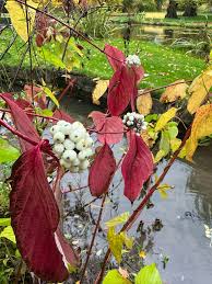 Attēlu rezultāti vaicājumam “Anemone x lipsiensis leaf”