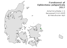 Attēlu rezultāti vaicājumam “Ophiostoma polyporicola”