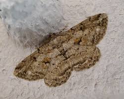 Attēlu rezultāti vaicājumam “Hypomecis roboraria”