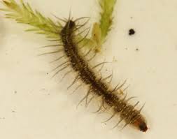 Attēlu rezultāti vaicājumam “Tipulidae larva”