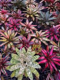 Attēlu rezultāti vaicājumam “Arcyria imperialis stalked”