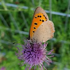 Attēlu rezultāti vaicājumam “Lycaena phlaeas”