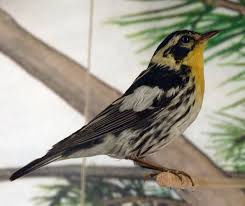 Image result for Dendroica fusca