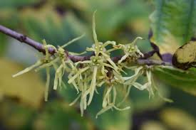 Attēlu rezultāti vaicājumam “Hamamelis virginiana”