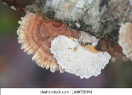 Attēlu rezultāti vaicājumam “Trametes ochracea”