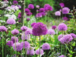 Image result for Zierlauch