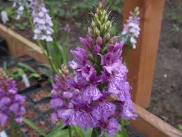 Attēlu rezultāti vaicājumam “Dactylorhiza”