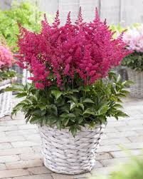 Image result for Astilbe